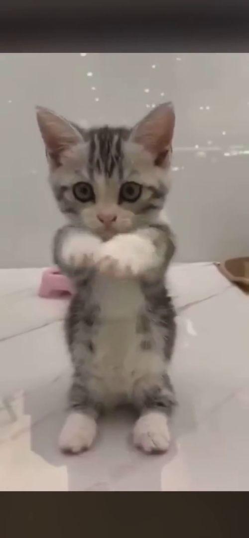 娱乐吃瓜酱布丁是只喵,揭秘网红喵星人的魅力人生  第2张