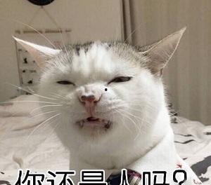 娱乐吃瓜酱布丁是只喵,揭秘网红喵星人的魅力人生  第3张