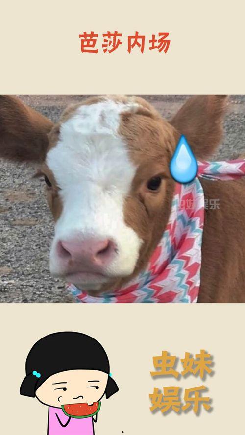 娱乐吃瓜酱图片搞笑,笑料横生的搞笑瞬间，让你笑到肚子疼！  第2张