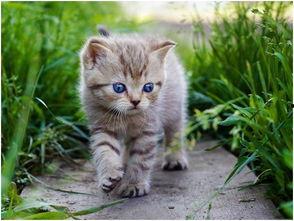 娱乐吃瓜酱猫,揭秘娱乐圈那些不为人知的幕后故事  第2张