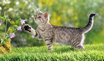 娱乐吃瓜酱猫,揭秘娱乐圈那些不为人知的幕后故事  第3张