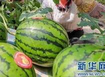 娱乐吃瓜资料来源于什么